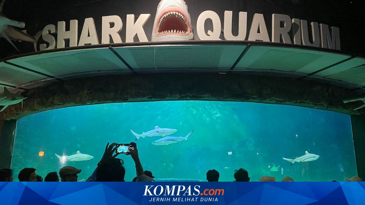 Arabian Divers at Sea World Ancol During Eid Holiday, Middle Eastern Ambiance Underwater