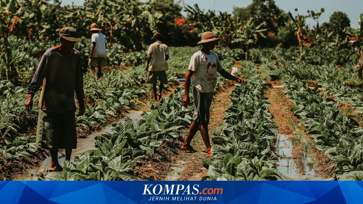 Customs Authority: Tobacco Product Policy Must Consider National Fiscal Impact