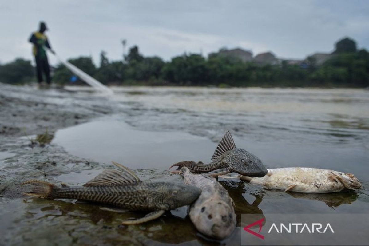 Ministry of Environment Still Examining Pesticide Deposits in Cisadane River