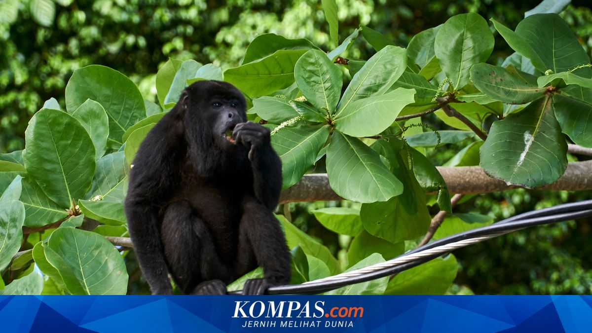 Howler Monkeys Ate Leaves 13 Million Years Ago, Reshaping Primate Evolution