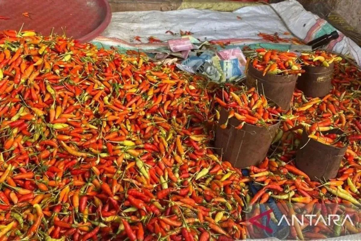 PIHPS: Bird's Eye Chilli Price IDR90,000/kg, Chicken Meat IDR42,750/kg