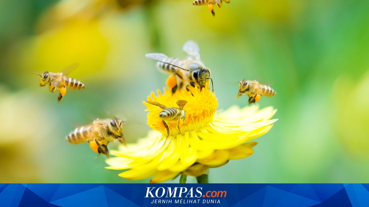 Bees Choose Flowers the Way Humans Choose Restaurants