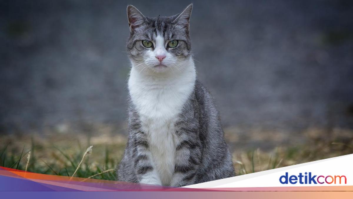 Government Strategy to Handle Rare Case of Rabid Cat Biting 11 Residents in Belu