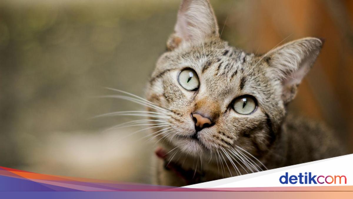 Rare Case of Rabid Cat Attacks Bites 11 Residents in Belu, East Nusa Tenggara