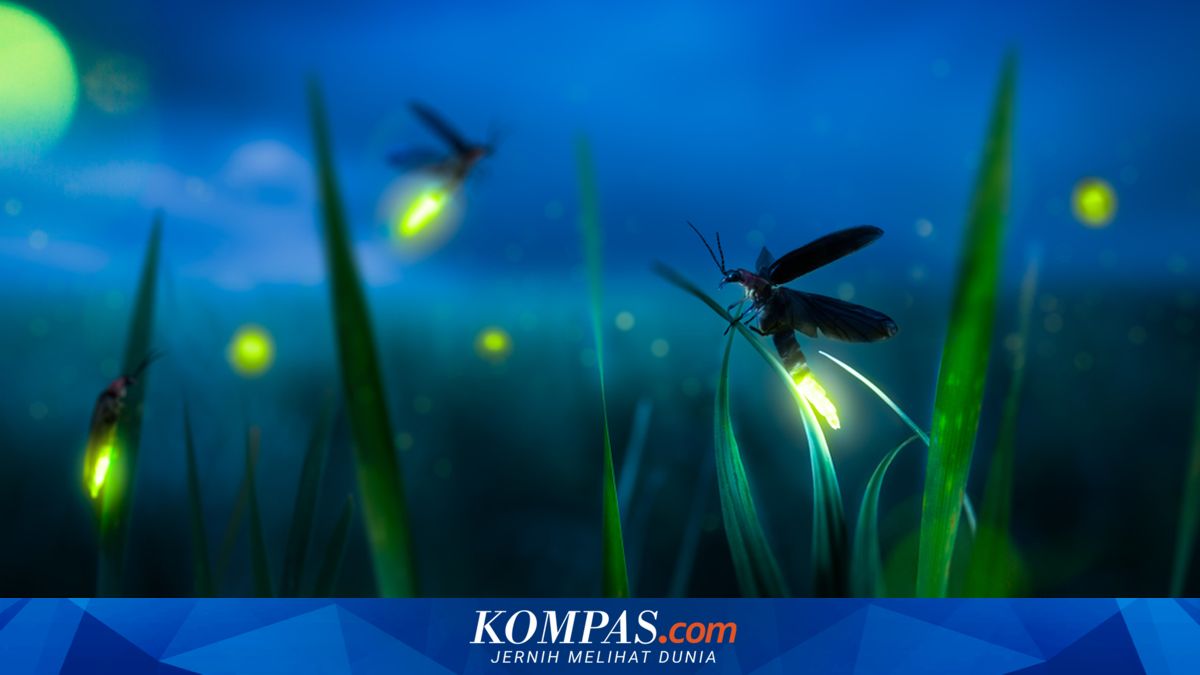 The Mystery of Synchronously Flashing Fireflies Finally Revealed