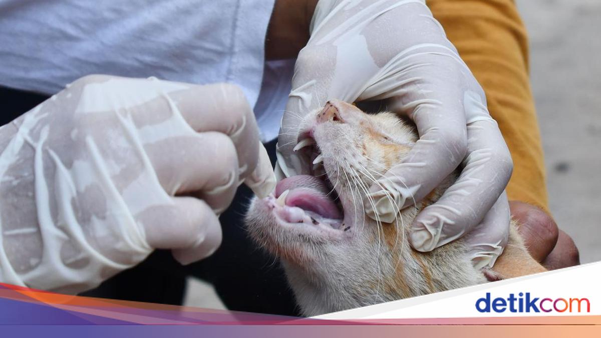 Belu Regency Establishes Task Force Following Rabies-Infected Cat Attacks on 11 People