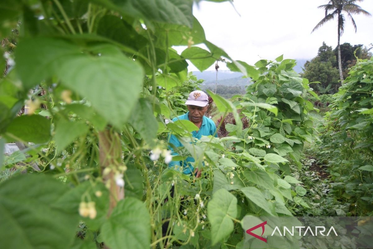 Farmers in Malalak, Agam harvest first crop on disaster-affected land