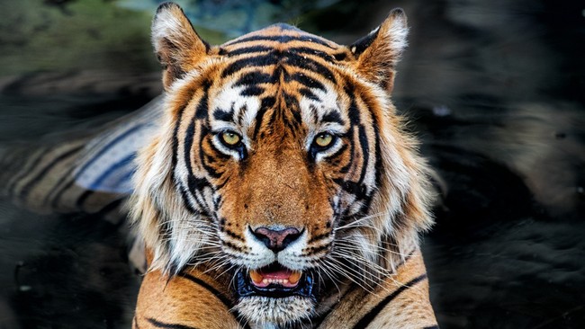 Javan Tiger Not Extinct, Found Roaming in This Region