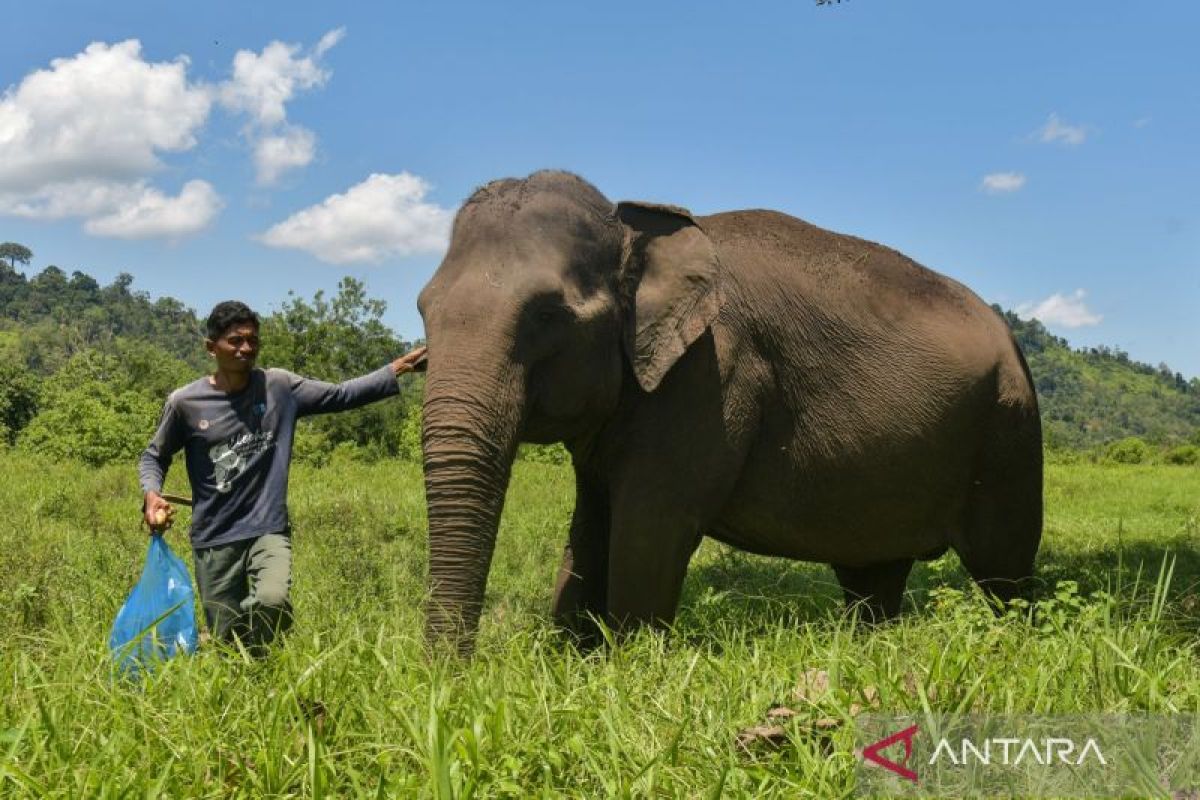 Indonesia to issue presidential order to protect elephant habitats