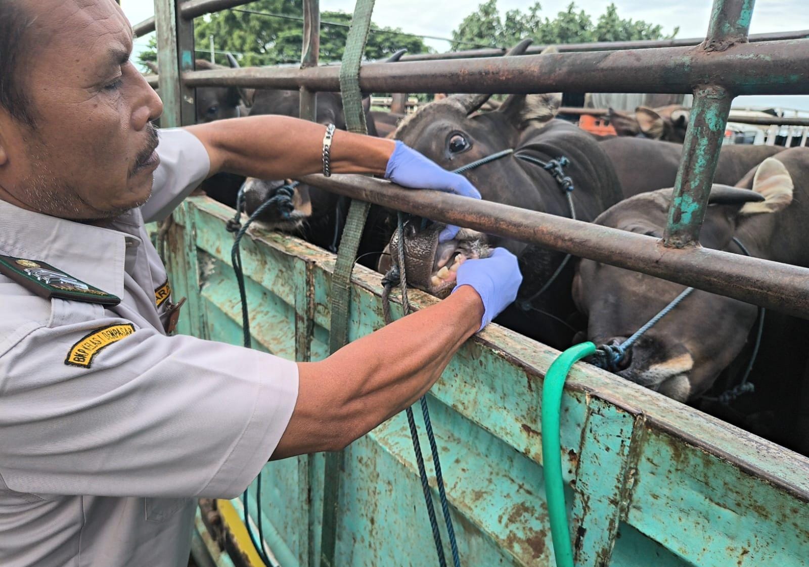 Over 10,000 Bali Male Cattle Exported to Java until March 2026
