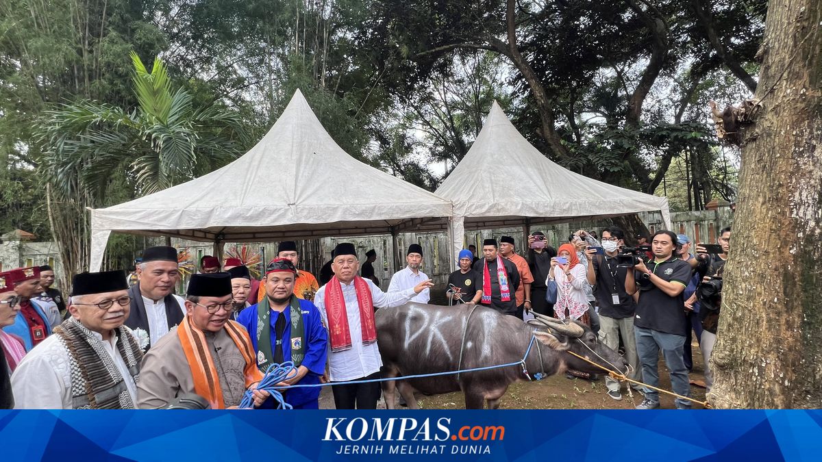 Andilan Kebo Tradition Revived, Pramono Contributes 9 Buffaloes for Residents