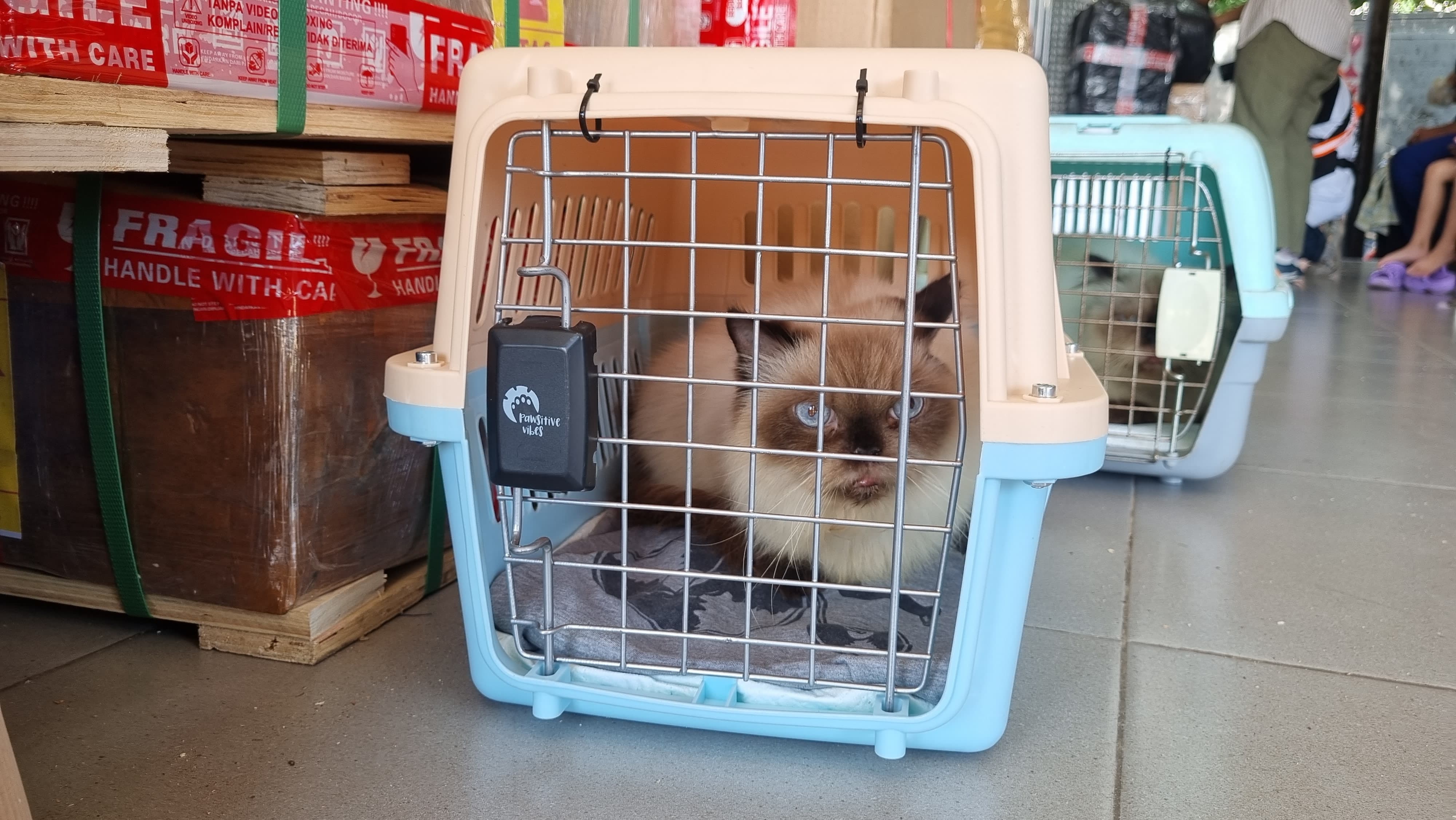 Entering the Eid Homecoming Period, Pet Shipments Continue to Rise