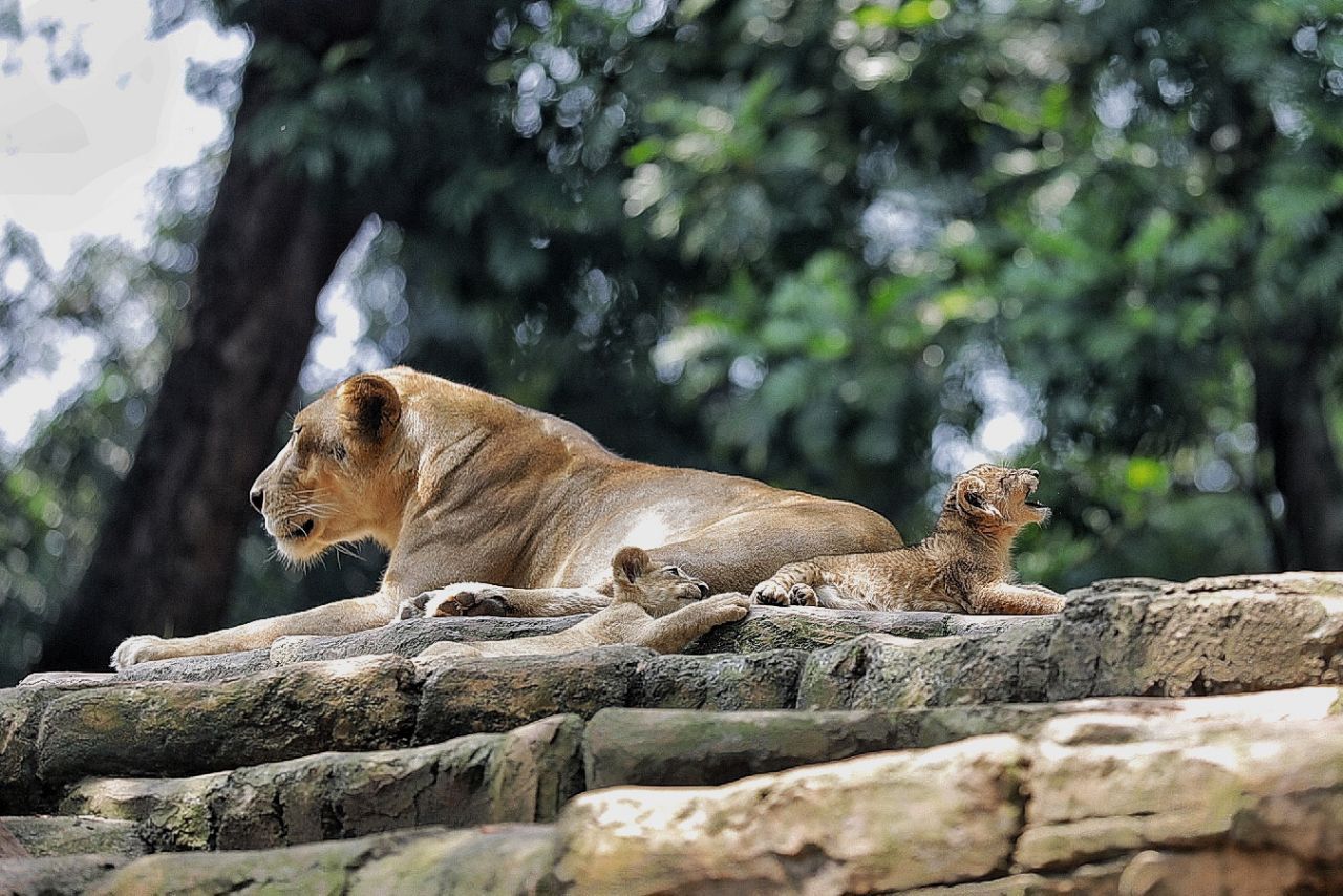 Bandung City Government Ensures Bandung Zoo Remains Closed During Eid Holiday