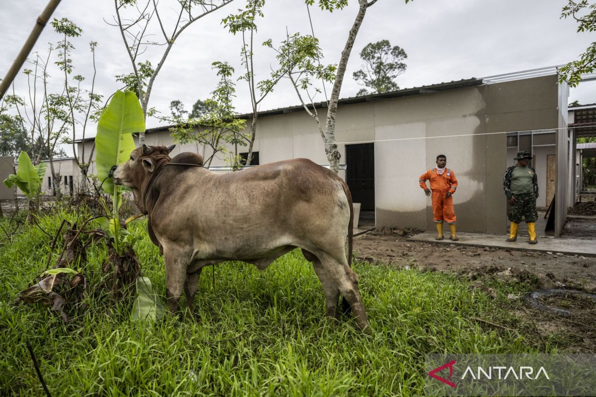 852 villages in North Aceh receive Eid al-Fitr meugang cattle aid from the President