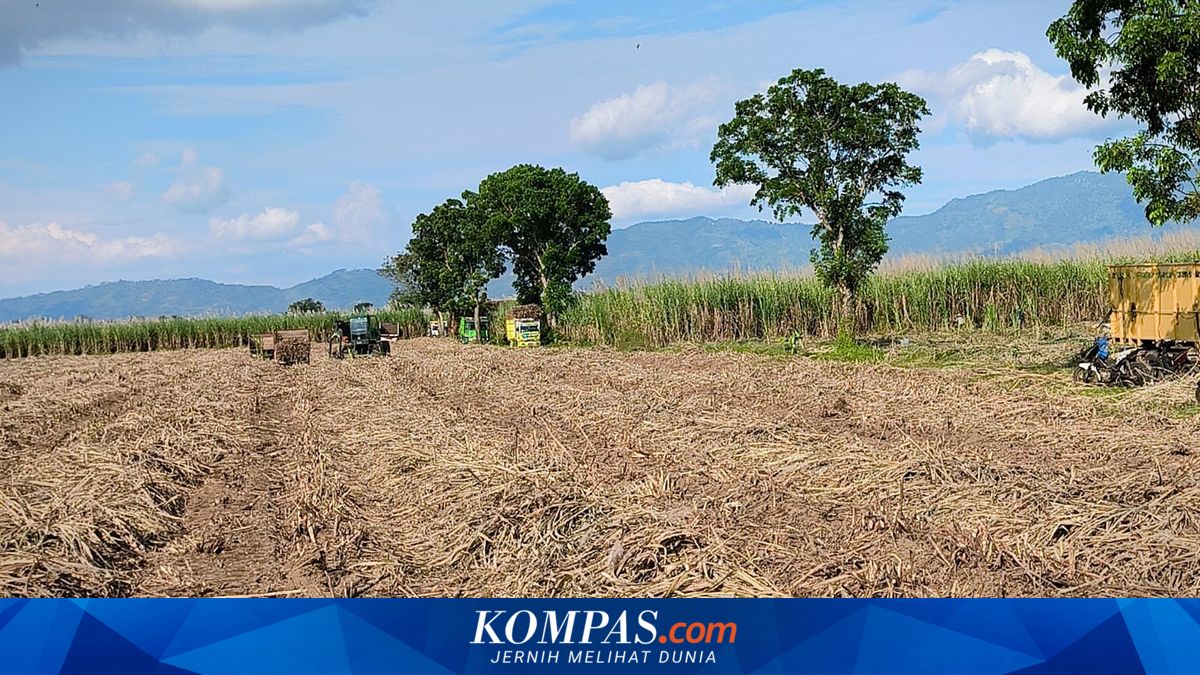 5 Regions with the Largest Sugarcane Land Areas in Indonesia