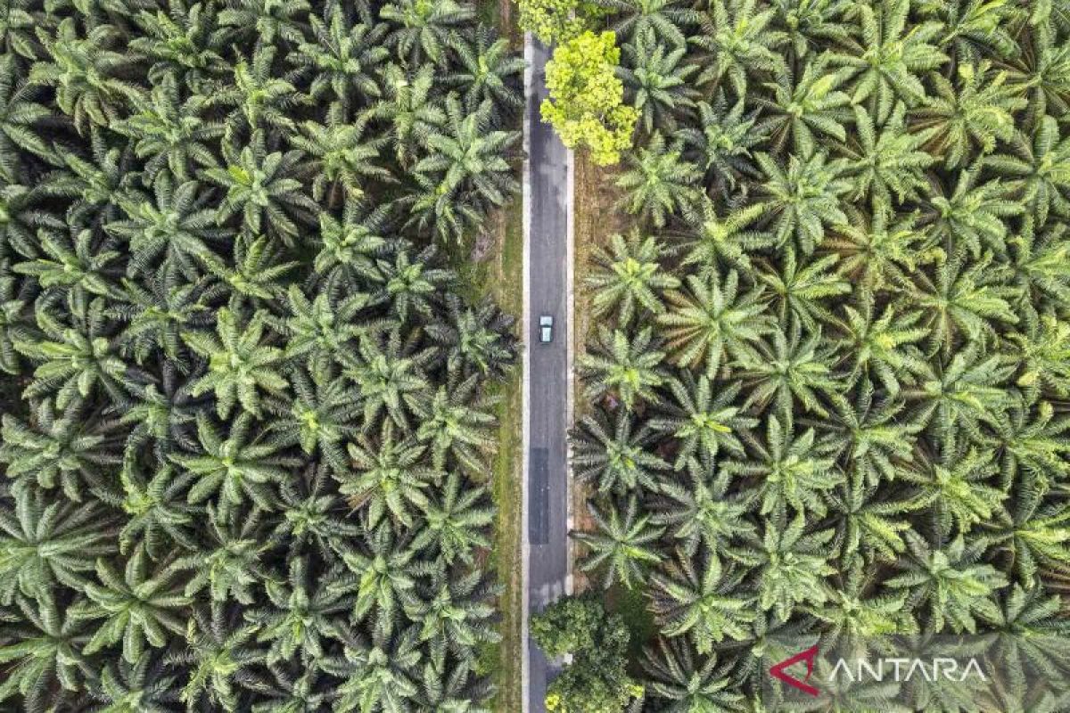 Government urged to strengthen global diplomacy in facing EUDR