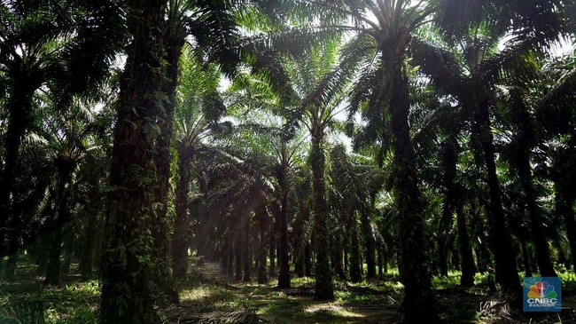 African Magic Insect Brought to Indonesia, Profits in Just 6 Months