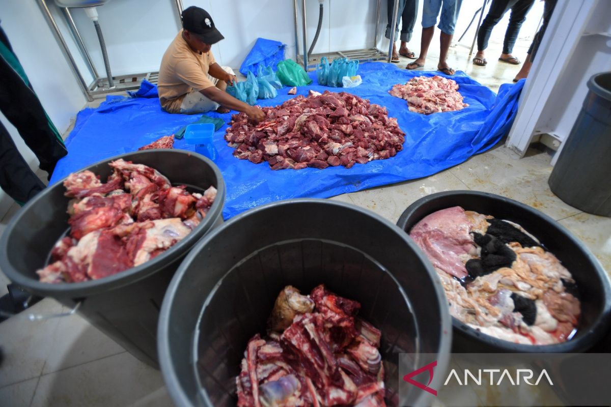 North Sumatra Provincial Government Delivers Cow to Temporary Shelter Residents in Tapanuli Selatan