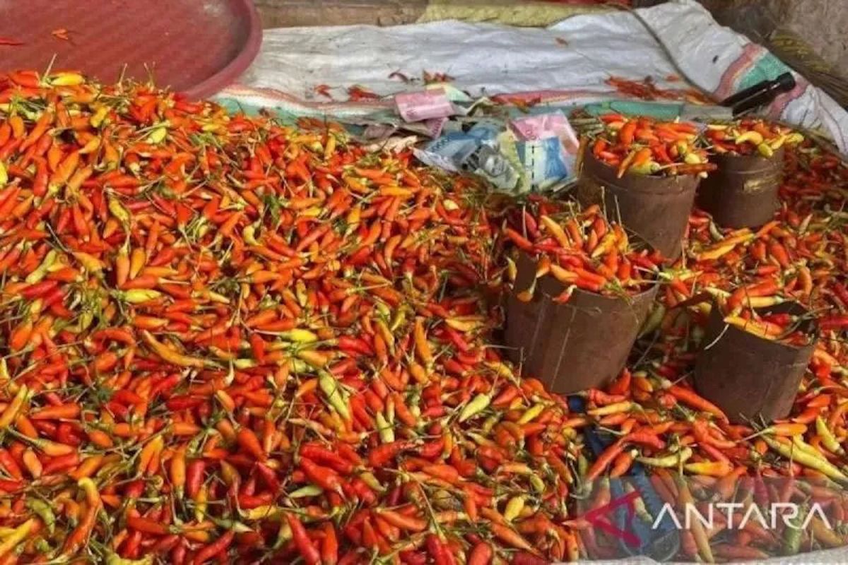 PIHPS Records Cayenne Pepper Prices Reaching Rp131,000 per kg Ahead of Eid al-Fitr