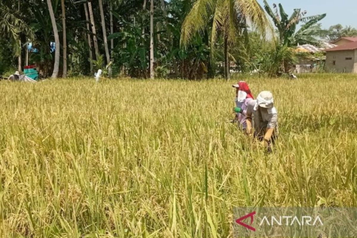 Bulog North Sumatra deploys team to procure farmers' paddy during 2026 Eid al-Fitr holiday