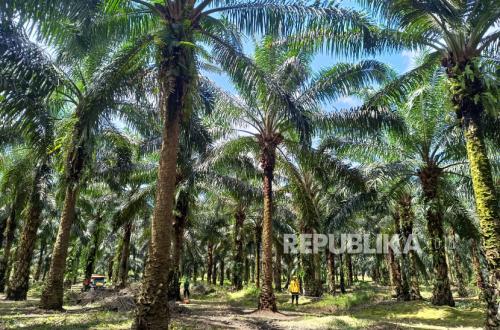IPB Encourages Utilisation of Palm Oil Waste