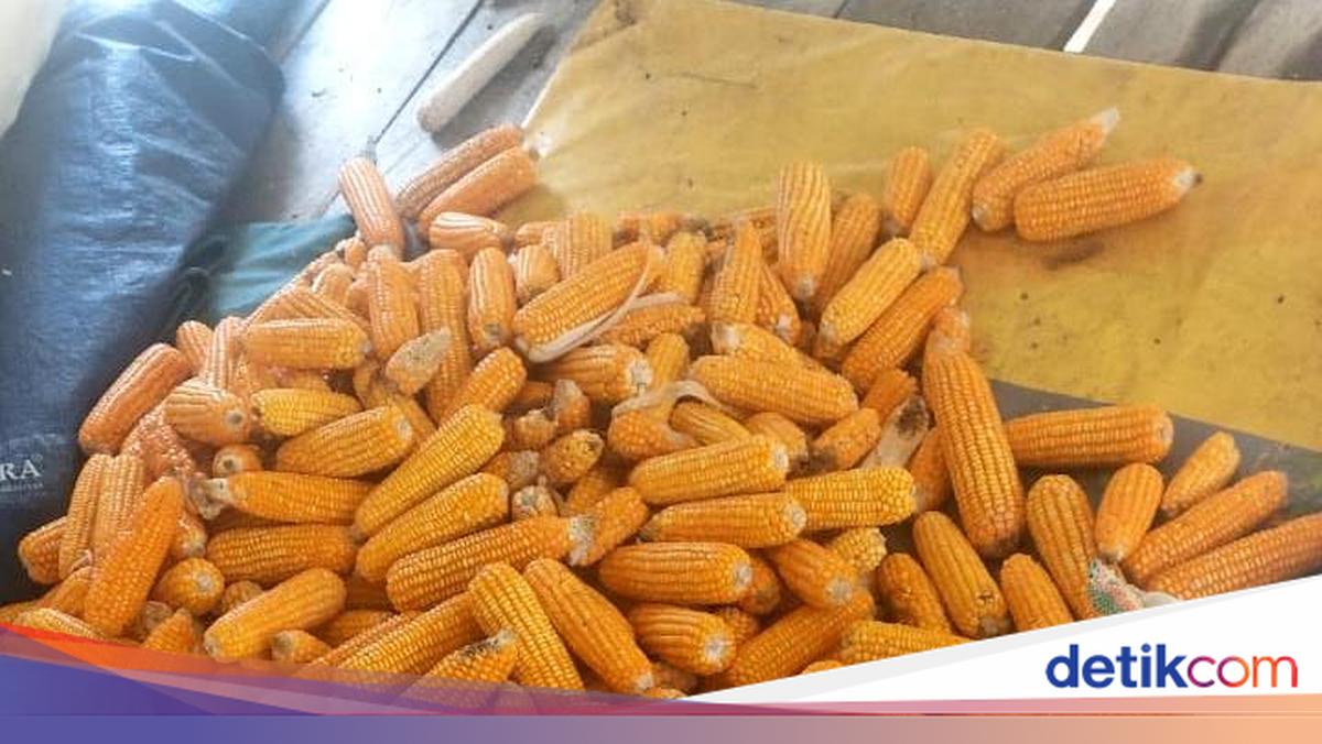 Monkeys and Rats Cause Decline in Maize Harvest in West Manggarai
