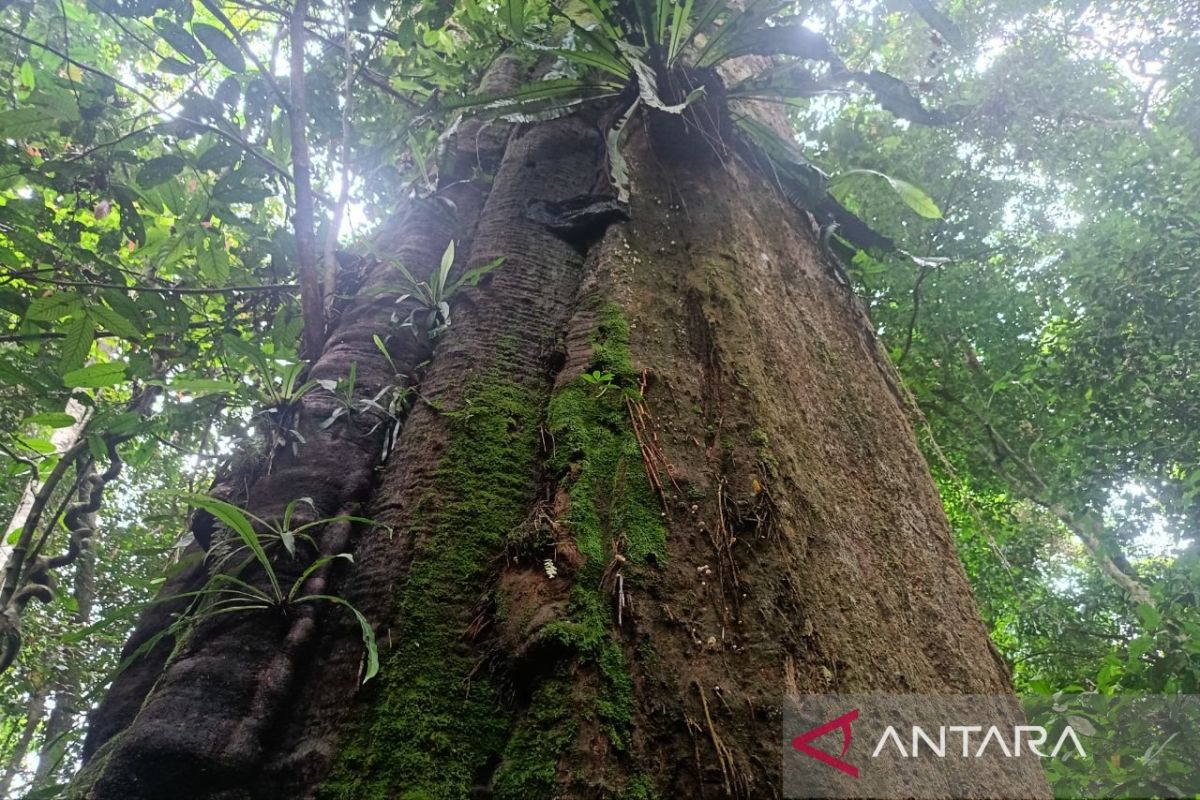 Conservation areas of Kutai National Park in East Kalimantan open during Eid al-Fitr holiday
