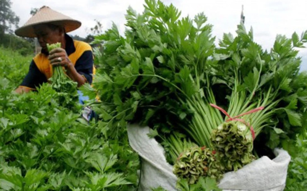 Eid al-Fitr Sees Celery Leaf Prices in Bangka Soar to Rp350,000 per Kilogram