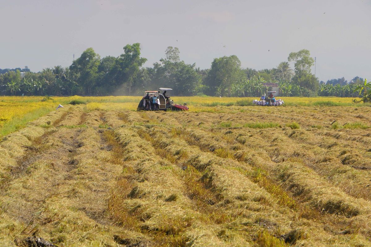 Vietnam's Rice Exports Face Delays Due to Middle East Conflict