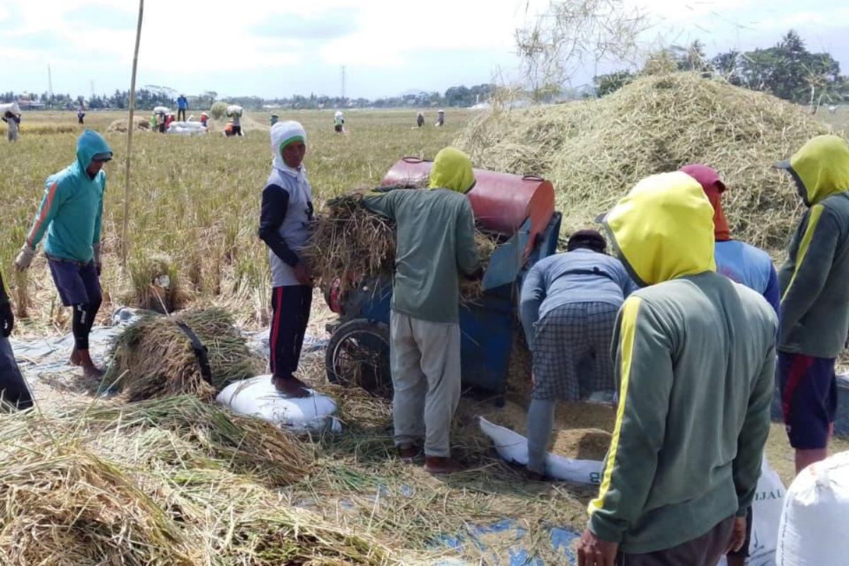 Bulog Banyumas Optimises Paddy Absorption During Peak Harvest Season