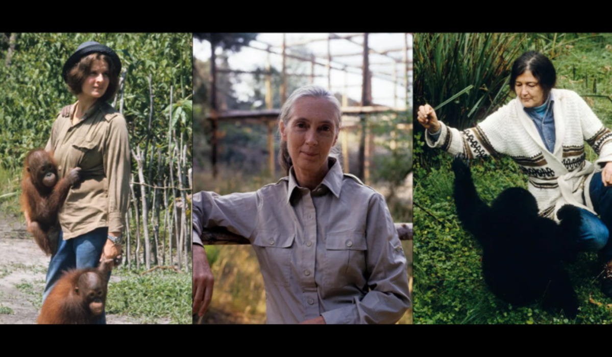 The Passing of Biruté Mary Galdikas Marks the End of the Trimates Era, Three Resilient Women Preserving Great Apes