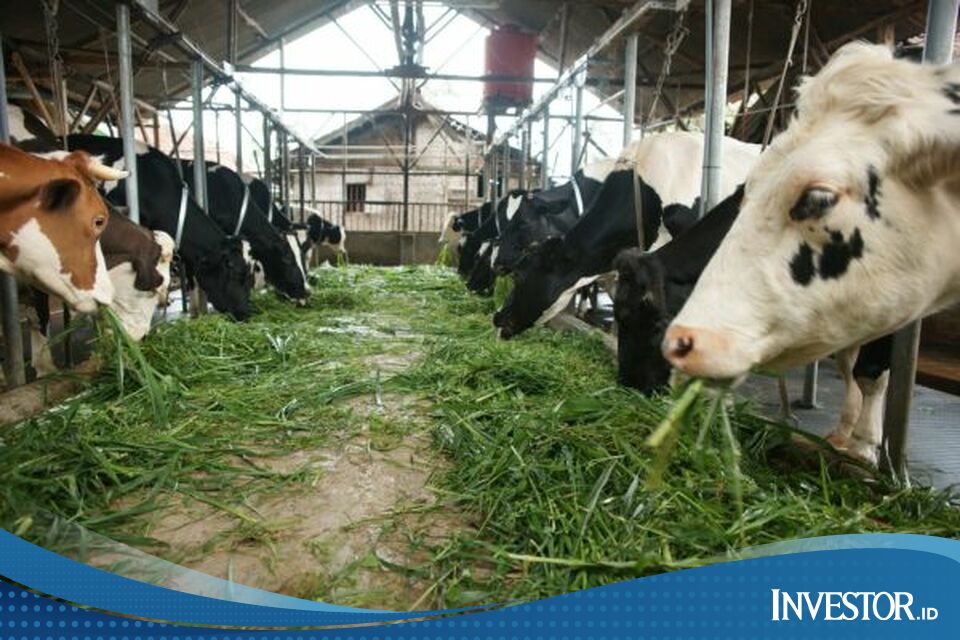 136 Private Entrepreneurs Invest Rp3.29 Trillion in Dairy and Beef Cattle - Investor Daily