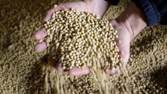 China's Bulk Purchase of US Soybeans Adds 2 Million Tonnes: Is Indonesia's Tempeh and Tofu Safe?