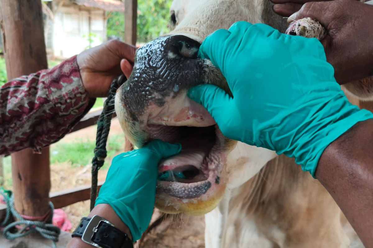Ministry of Agriculture Controls FMD in East Lampung through Vaccination and Biosecurity