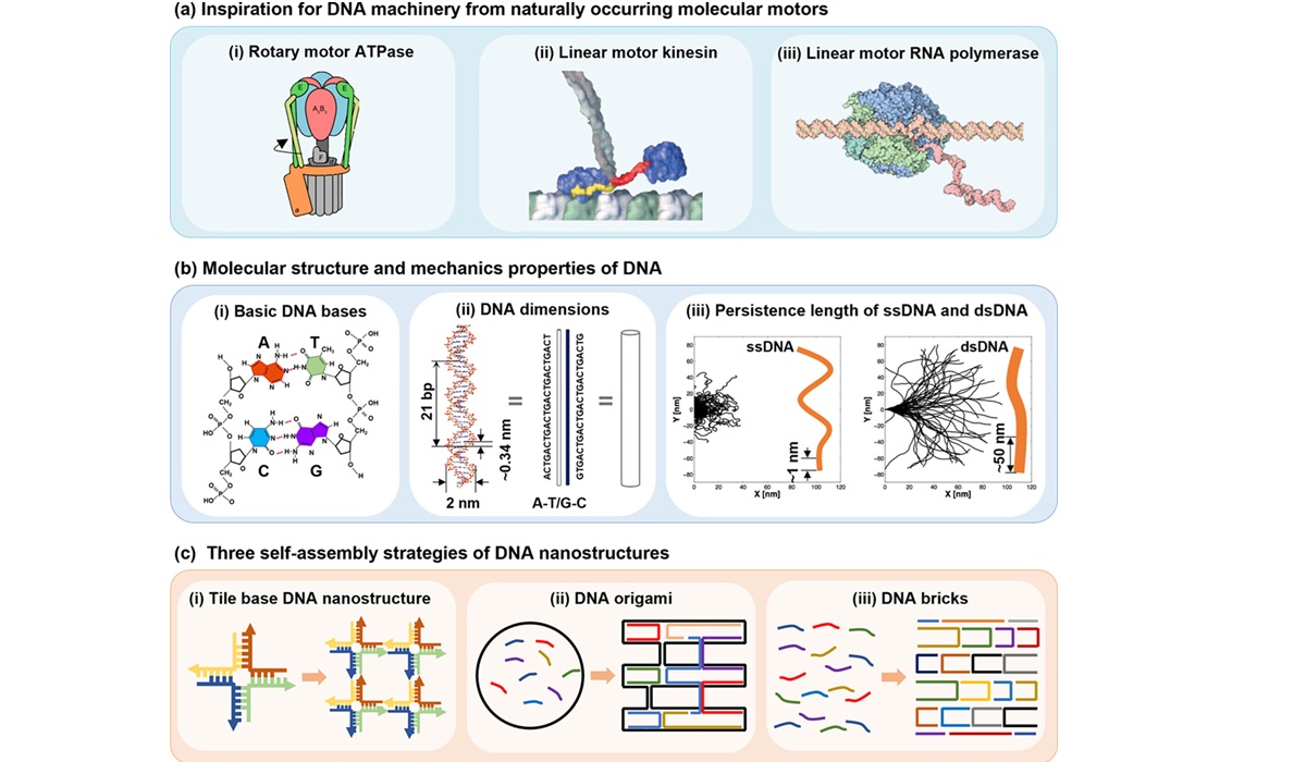Scientists Begin Using DNA as Material for Nano Robots