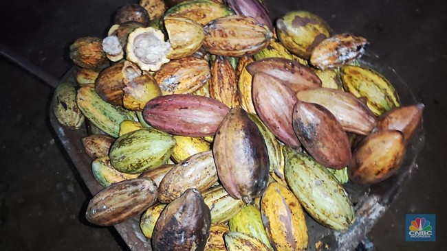 Indonesia's Cocoa Imports Surge, The Problem is Indeed Complex