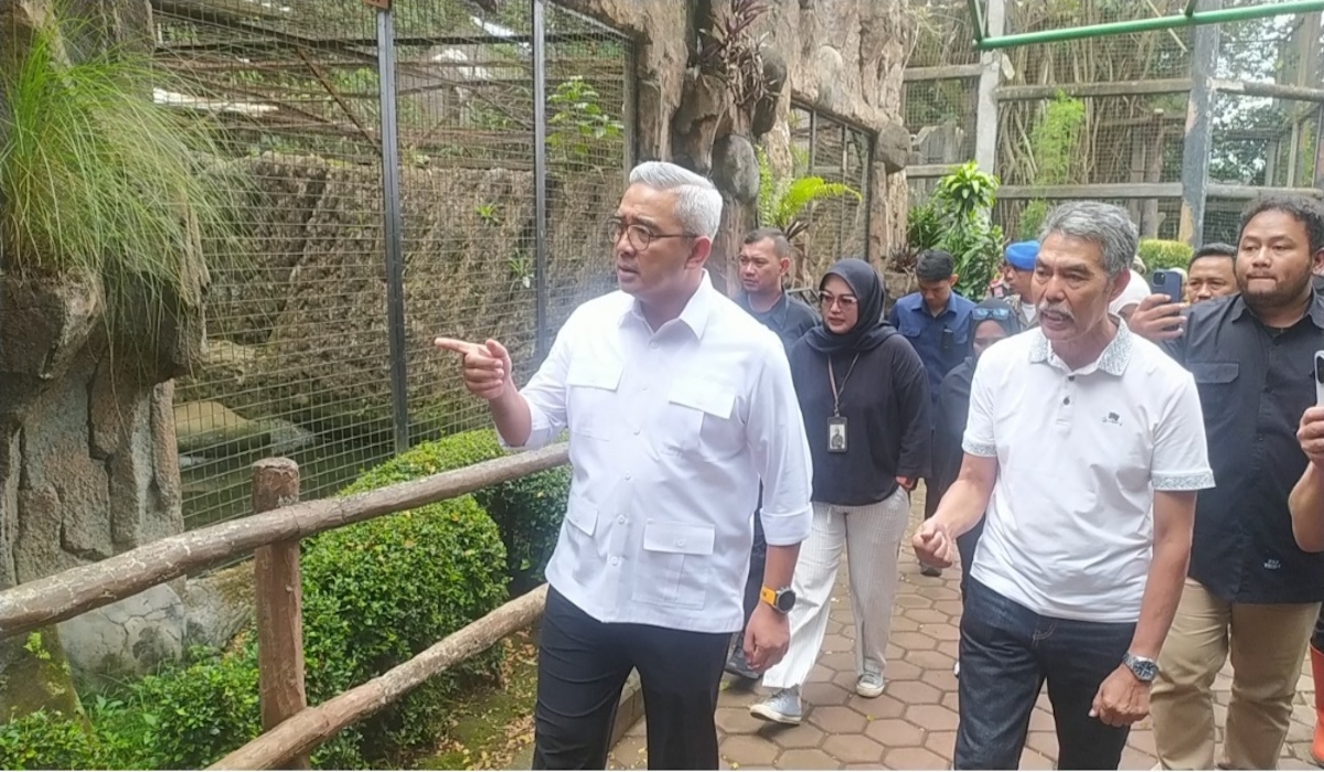 Two Tiger Cubs Die, Bandung City Tightens Biosecurity at Bandung Zoo