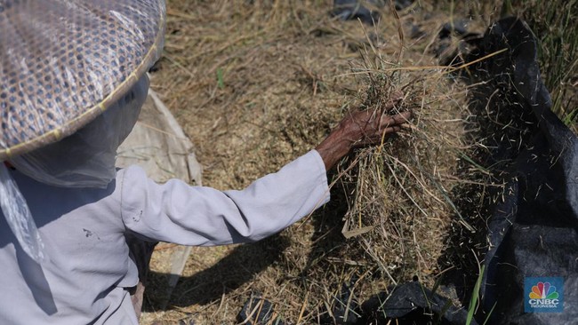 Oh No, the Godzilla El Niño Is Really Coming to Indonesia—How Bad Will the Impact Be?
