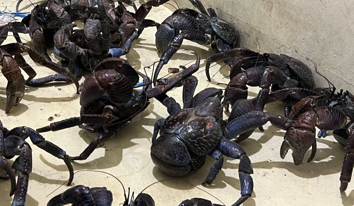 53 Protected Coconut Crabs Attempted to be Smuggled in Unclaimed Suitcases at the Port