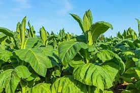 Business Response to the Proposal on Limiting Tar and Nicotine Levels