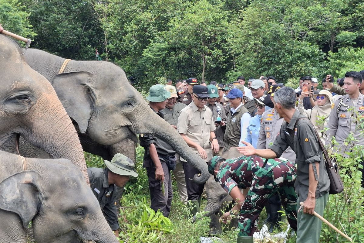 Lampung Governor: TNWK Barrier Permanent Solution to Wildlife Conflict