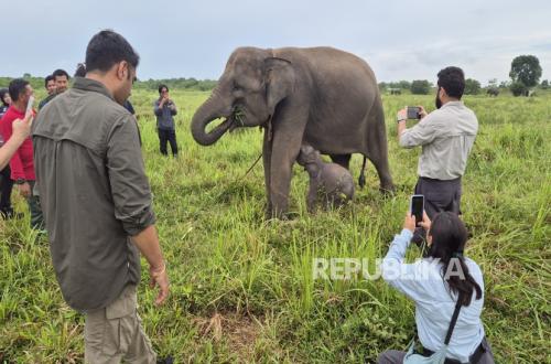 Secret of New Technology: Forestry Minister Protects Settlements from Elephant Rages