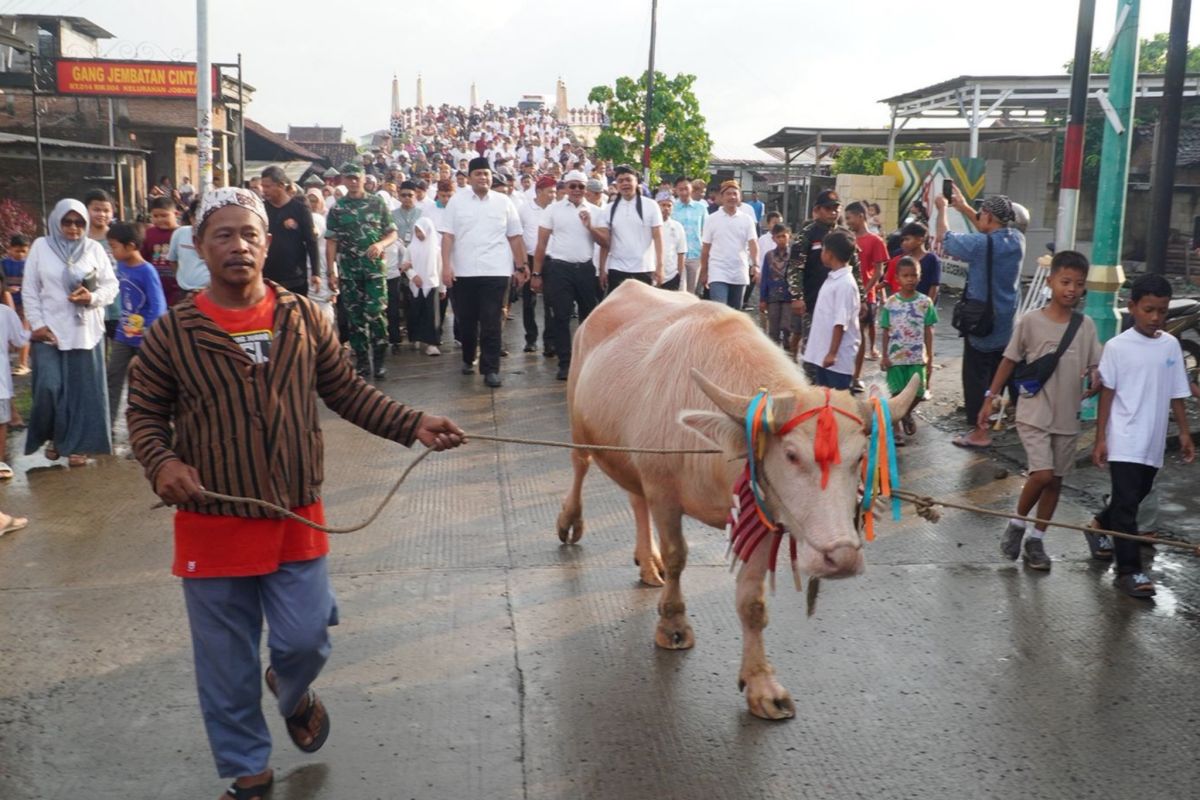 Jepara's Lomban Syawalan Features White Buffalo Parade as New Tourist Attraction