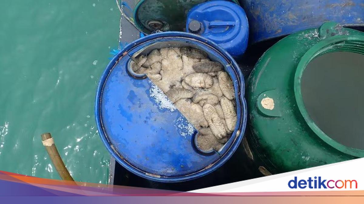 Indonesian Fishing Vessel Captain Jailed for Illegal Sea Cucumber Harvest in Australia