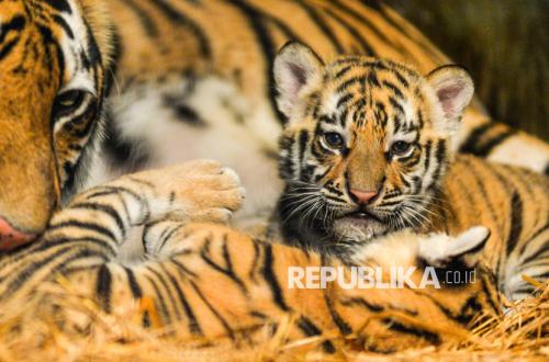 Two Bengal Tiger Cubs Die, Ministry of Forestry Urged to Audit Bandung Zoo
