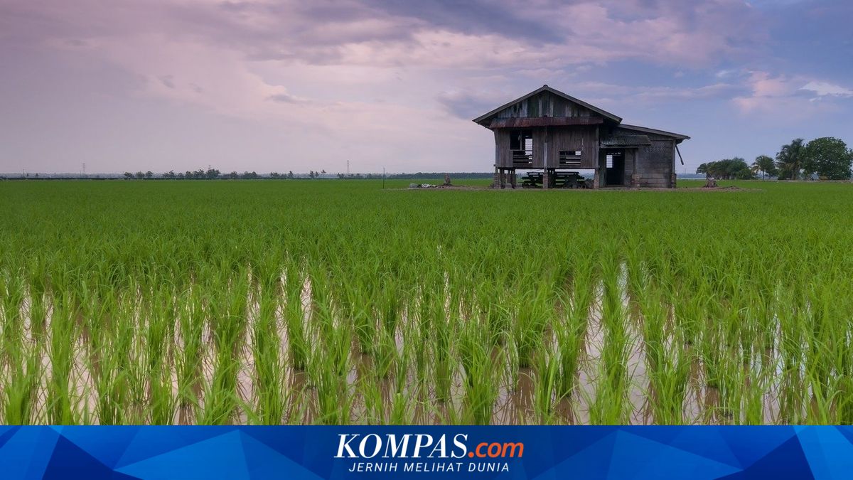 Bali's Rice Fields Decrease Annually Due to Land Use Conversion, Says Koster