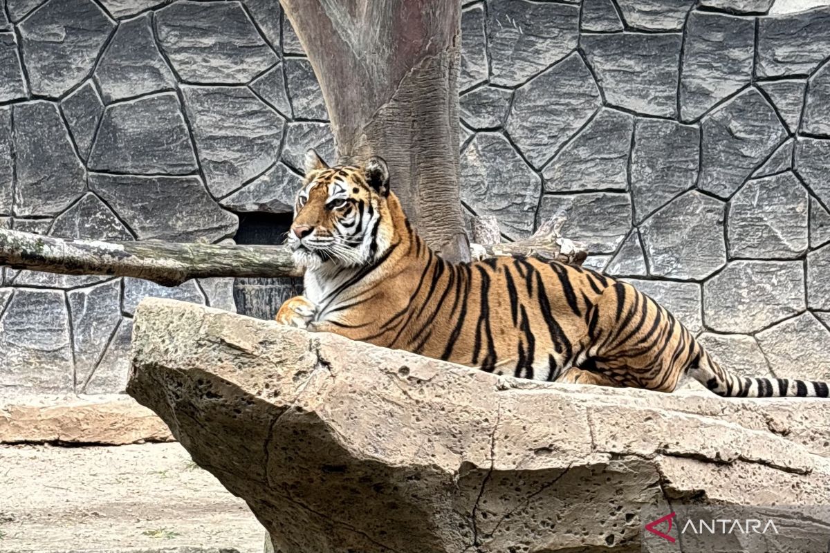 West Java DPRD Highlights Bandung Zoo Management After Death of Two Tiger Cubs