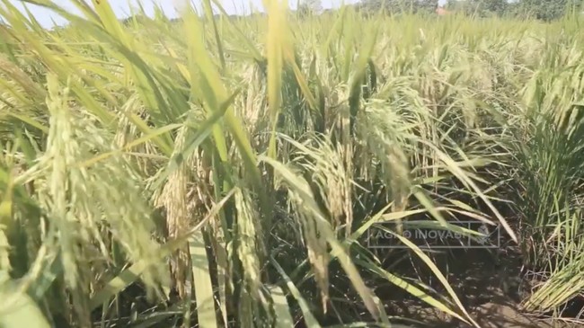 Top 10 Rice-Producing Regions in Indonesia: Java Holds the Key