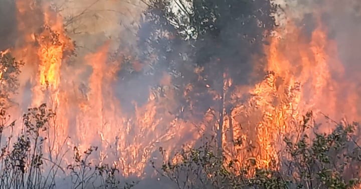 Fasting Period to Eid, 60 Hectares of Land in Bangka Burned