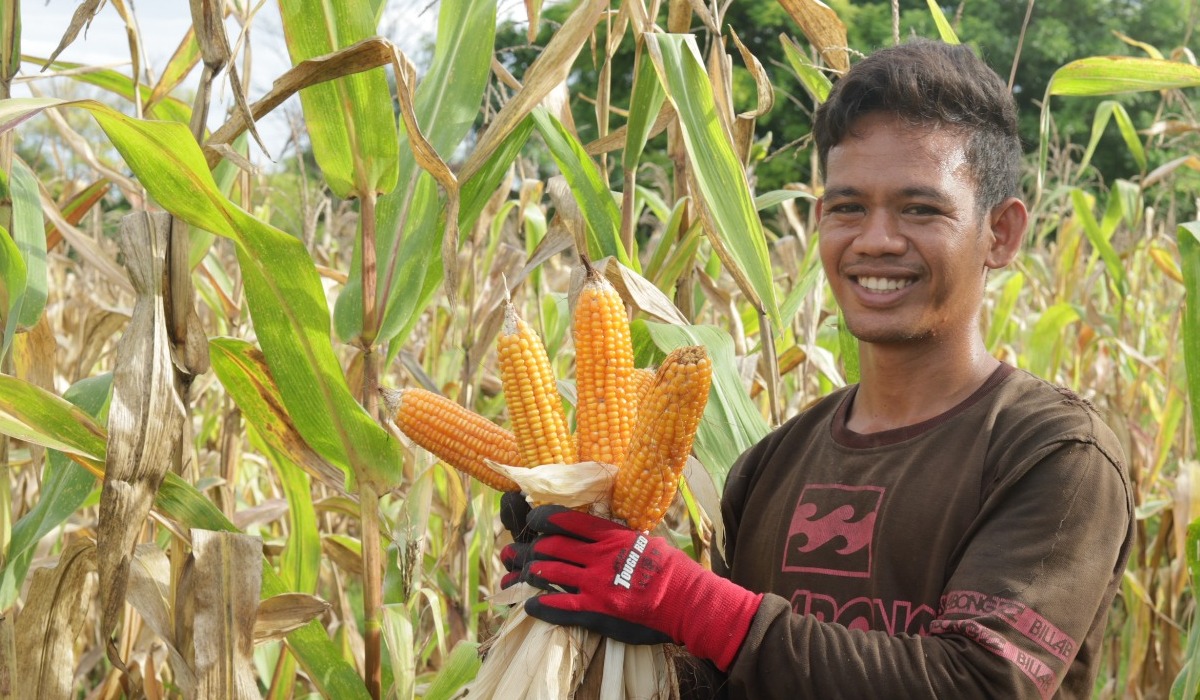 New Maize Farming in East Sumba Covers 8,000 Hectares, Young Farmers Push for Land Optimisation